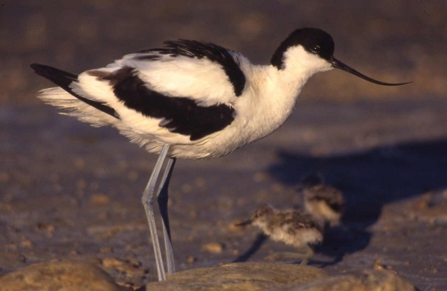 avocette