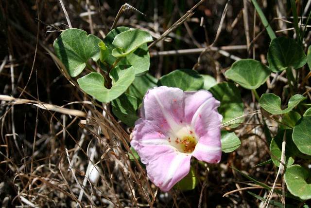 calystegiasoldanella