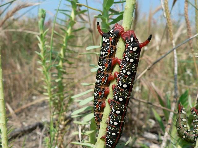 chenillesphinxeuphorbe