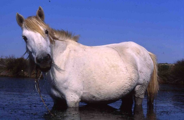 chevalpaturdanseau