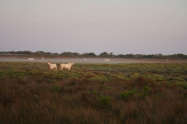 chevauxbrouillard