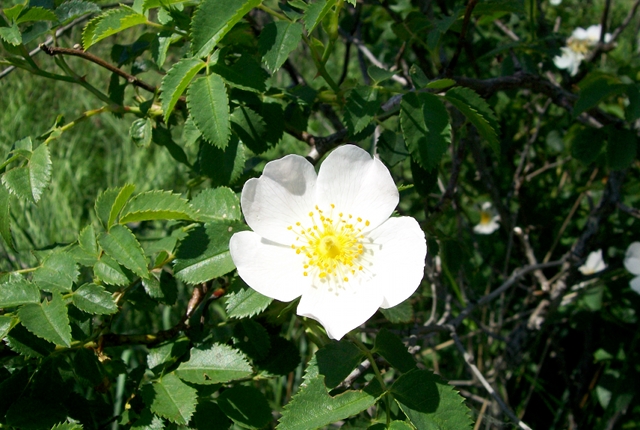 eglantier-flore-a-voir