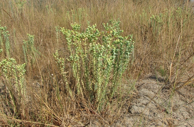 euphorbe-paralias-flore-a-voir