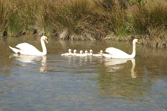 famillecygne