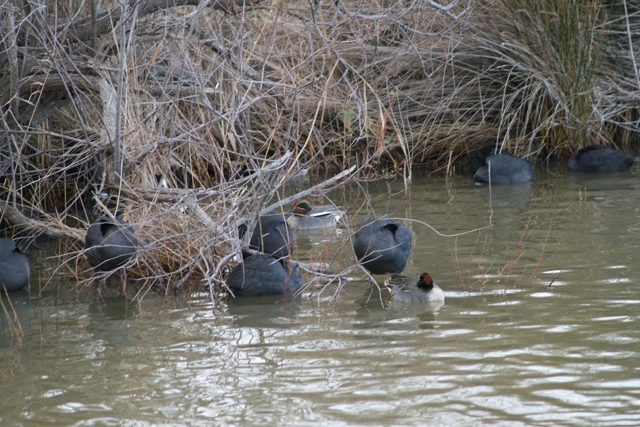 foulque-sarcelle-dodo