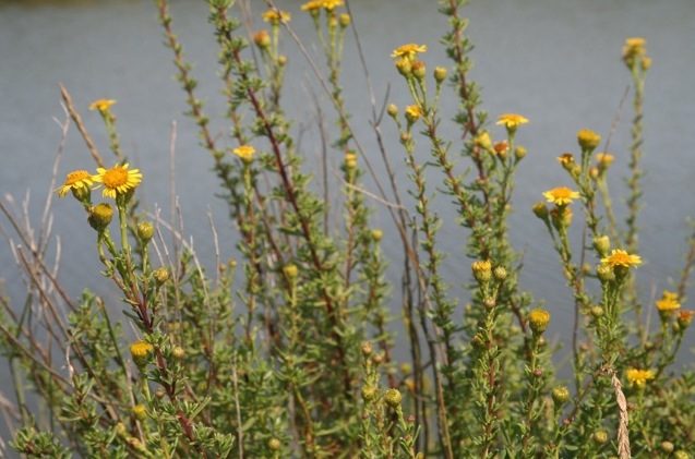 inule-flore-a-voir