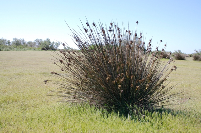 jonc-piq-flore-a-voir