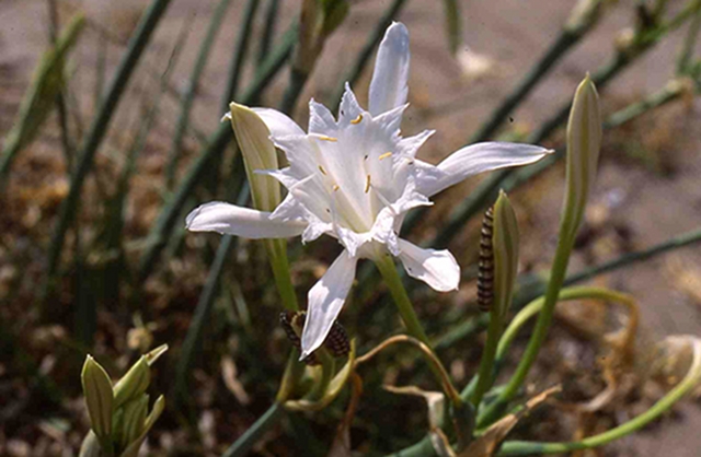 lis-flore-a-voir