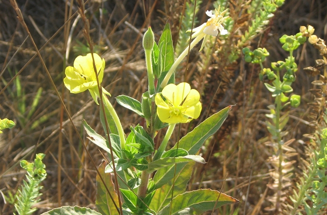 onagre-flore-a-voir