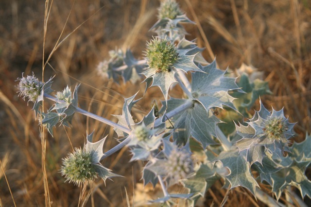 panicaut-flore-a-voir