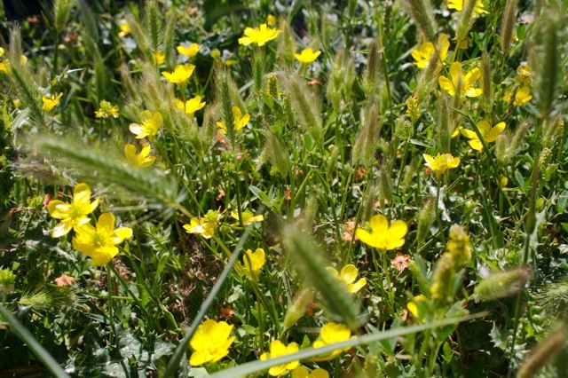 renoncule-flore-a-voir