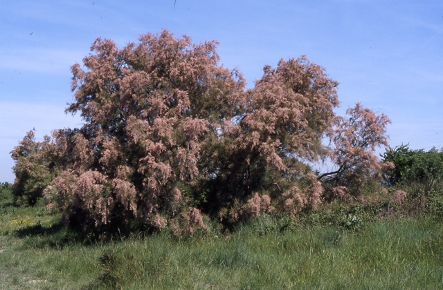 tamaris-flore-a-voir